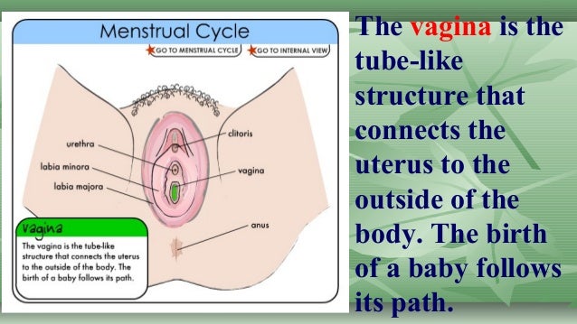 The Functions vagina of